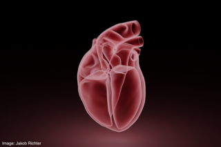 3D rendering of a heart